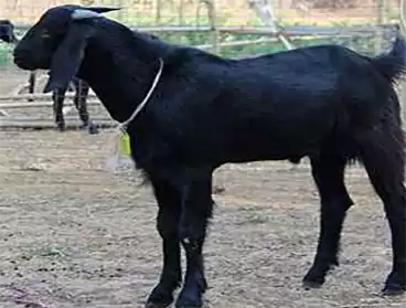 Osmanabadi Goat